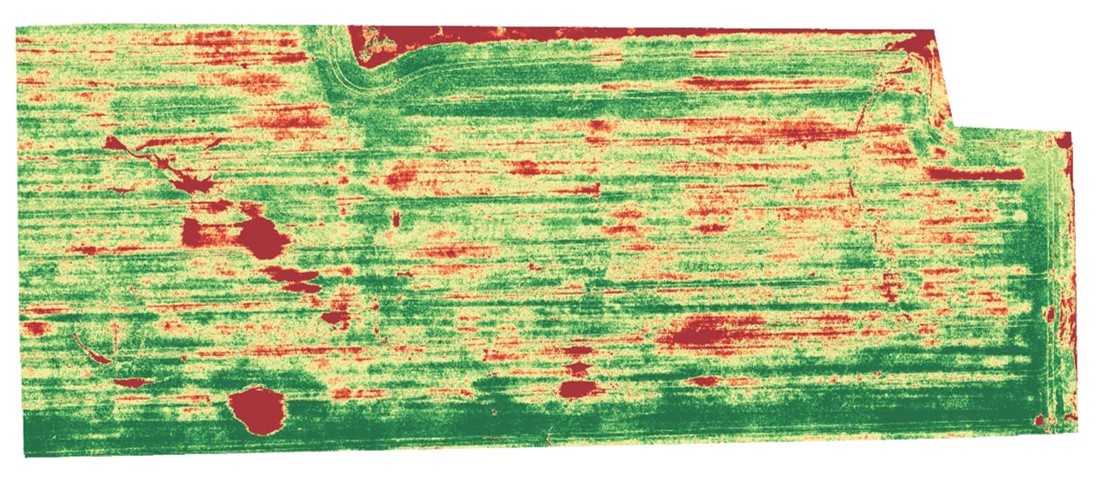 Image of a wheat 