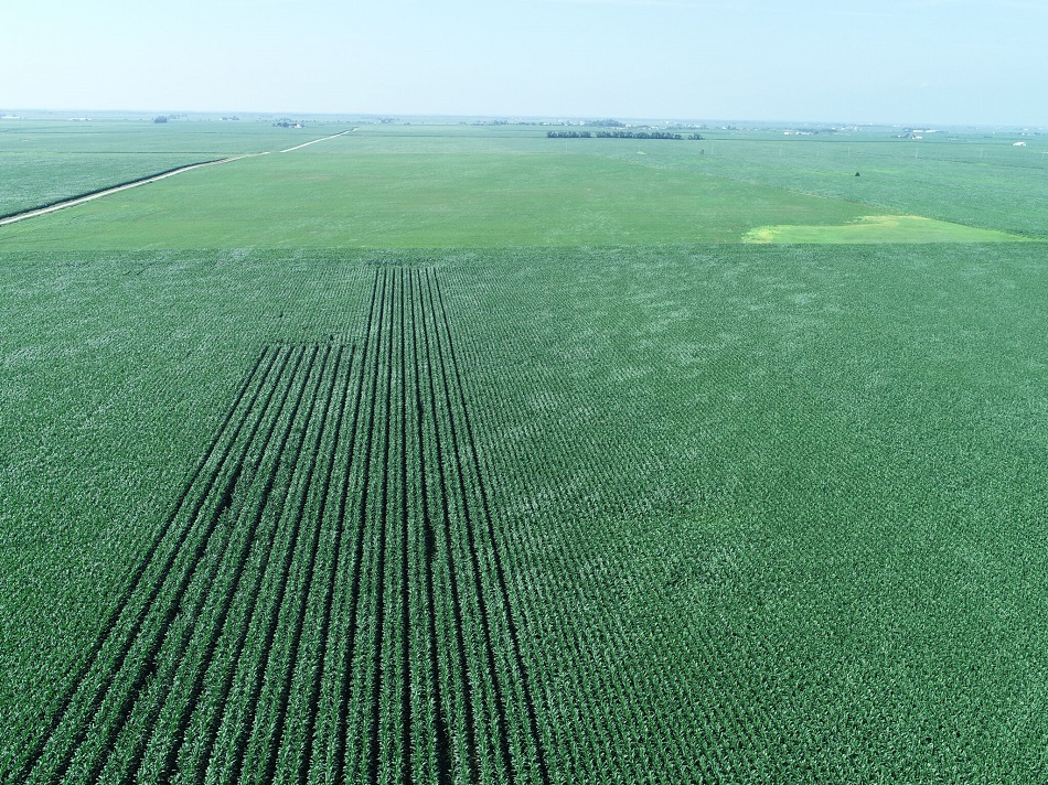 Image of a sinterseed cover corn crops at planting