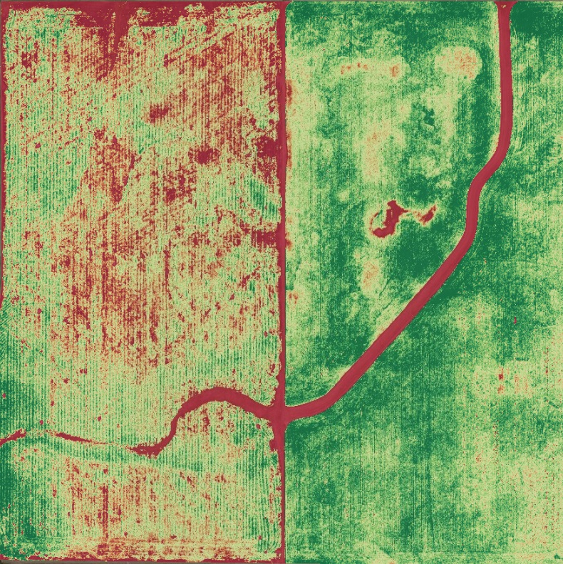 Image from up high of a cover crop in soybeans