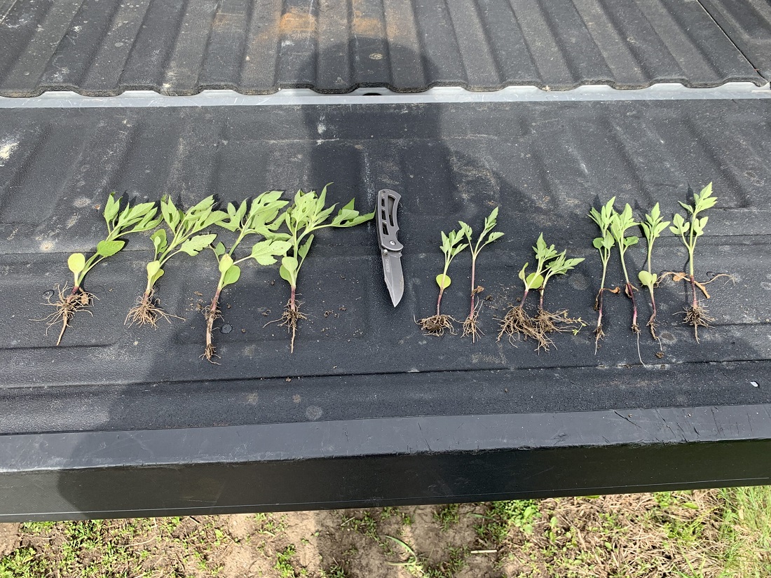 Image of a cover crop