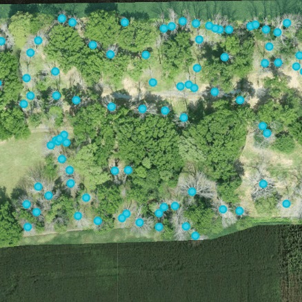 Image dead trees cause by the Emerald Ash Borer