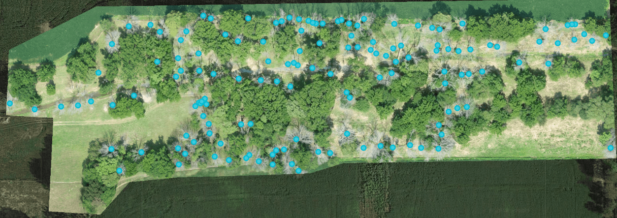 Image of a forest with dead trees killed by the Emerald Ash Borer