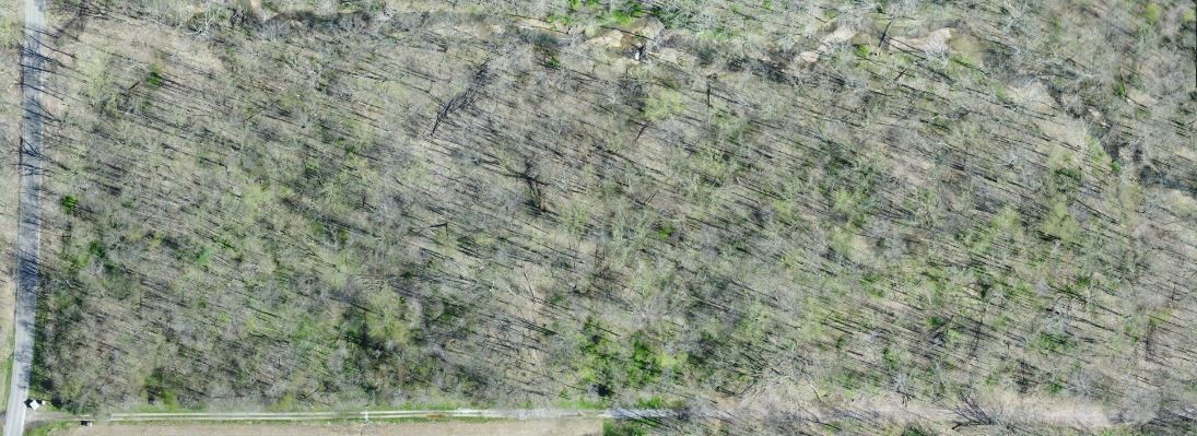 image of wooded areas identify invasive plant species