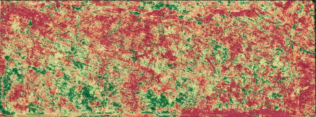 RGB orthomosaic and VARI plant health maps