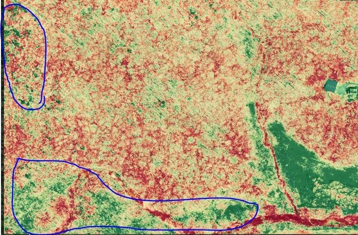 Image of a Heavy invasive areas are outlined in blue